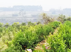 ܵl(xing)ǰӷsؚFСͨ^(yu)Ľ(jng)䣬׃ؚFò̽۴Sգɵr(nng)@S롭