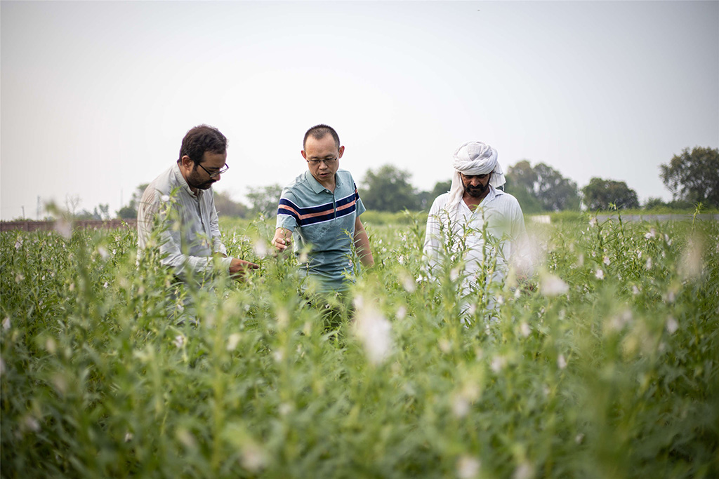 中巴經濟走廊農業合作中心芝麻種植園（拉合爾）。（人民網記者 薛丹攝）