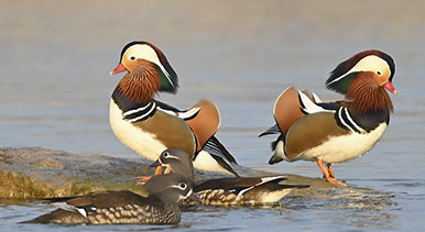 山東青州：鴛鴦戲水