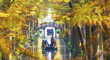 江蘇興化:濕地公園冬景如畫